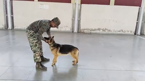 Dog training # special force