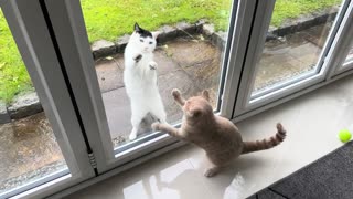 Neighbor’s cat fighting with my kitten