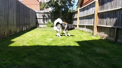 Shiba Inu vs Siberian Husky Dog fight