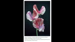 Flower Breeding 23 Sweet Pea History and Breeding