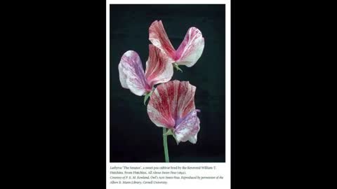 Flower Breeding 23 Sweet Pea History and Breeding