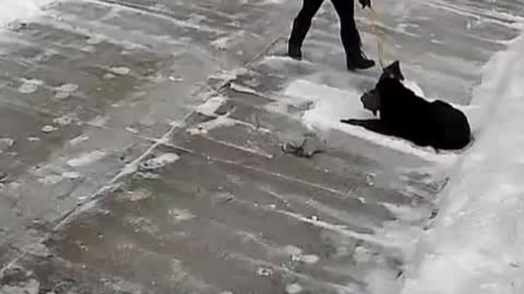 Precious Pup Claims His Piece of Powder