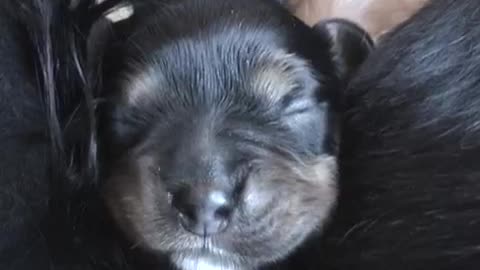 Cavalier King Charles Spaniel Puppies - 1 Week Old
