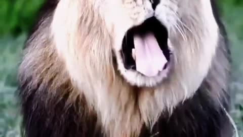 Lion big mouth wild animals in the world zero distance with shooting wild animals
