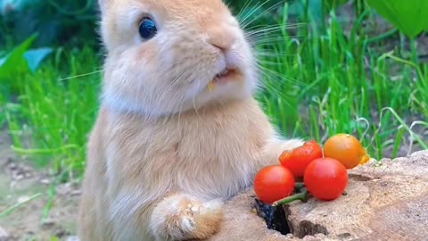 The little rabbit eating tomato 🍅🤤🐇🐇