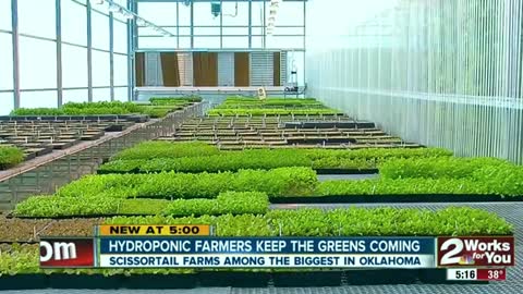 The world's largest aeroponic farm, exploding with food in the middle of a "food desert"