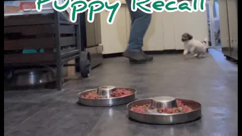 Training puppies to recall