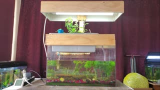 Cheap Aquaponic setup