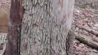 Tree Died From Pest