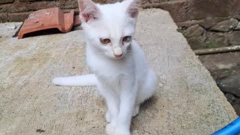White cute Cate