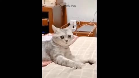 Owners Scared His Cat When She Was Sleeping 😸😸😸 | TheSPARROW