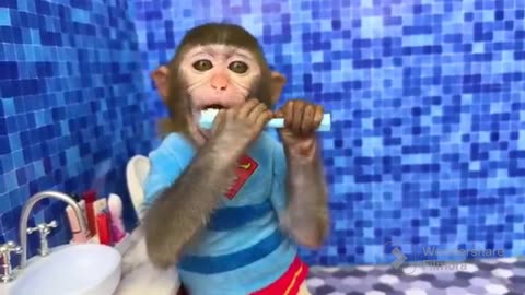 Funny 😂🤣 🐒🐵🐒🐵🐒🐵 monkey