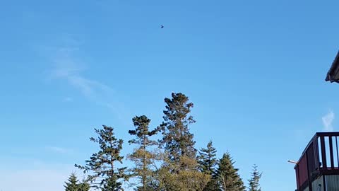 Crow Buzzes Around Bald Eagle