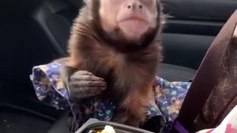 Cute thief steals food