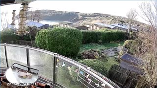 Saint Mary's cove Brixham and bird feeder