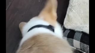 My Corgi Puppy Reaction to wearing a collar for the First time! 😅🐶