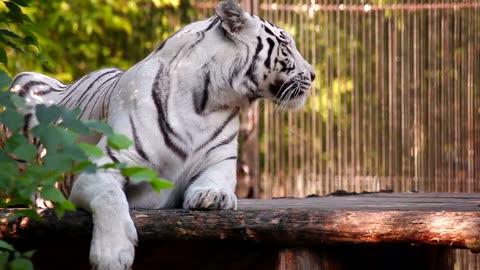 White tiger resting and yawning