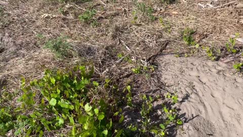 Snake: Southern Black Racer gliding in 'slow mode'