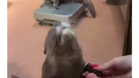 Petting the hands of an otter ..
