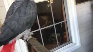 Parrot jams out to classical music