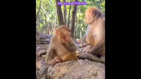 funny🤣🤣 🐒monkey #viral#shorts#rumble#monitize