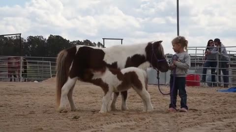 tiny horse cute