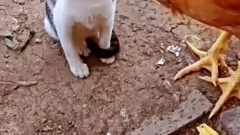 Cats vs Chickens... see what happens next and get ready to laugh