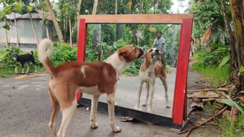 It was literally going to break the mirror| Angry dog vs mirror part 3| Super funny reactions🤣🤣