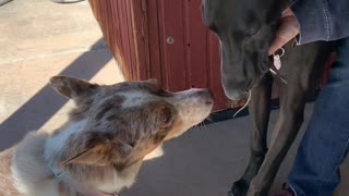 Great Dane Pup Catches Mouse