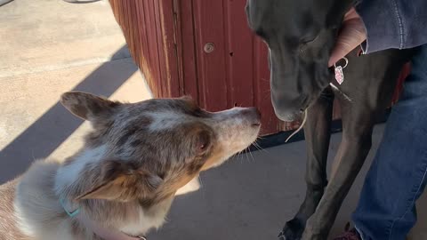 Great Dane Pup Catches Mouse