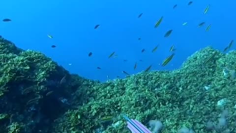 Underwater catching fish