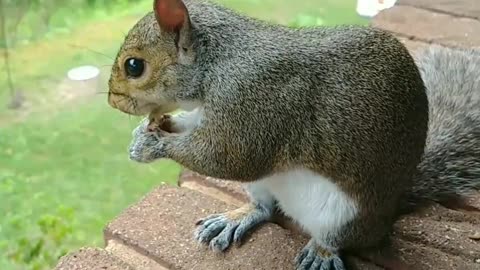 Mika The Squirrel 4th of July Independence Day treats 🐿️