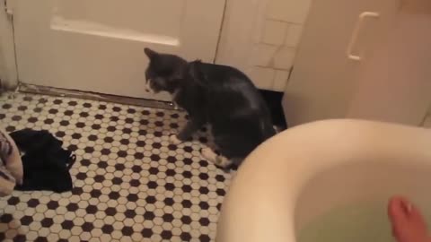 Epic Cats Hate Falling in Water