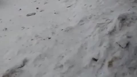Polar Bear Attacks Dogs