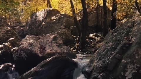 A Rocky River in the Forest