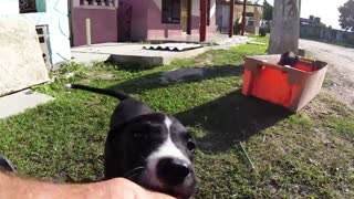 Adorable cachorro cubano juega con turistas canadienses