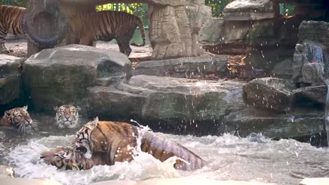 The tigers at the zoo