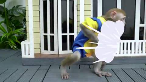 Very funny monkey