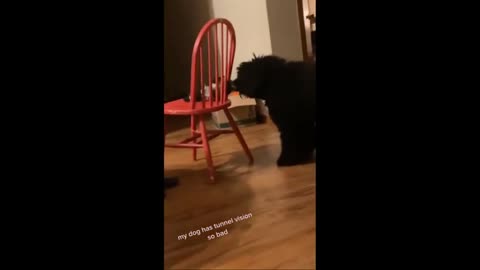 Dog Hilariously Tries To Get Her Toy Through Gap In Chair