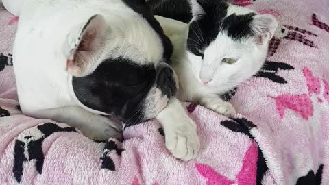 French bulldog just adores her cat and is very affectionate.