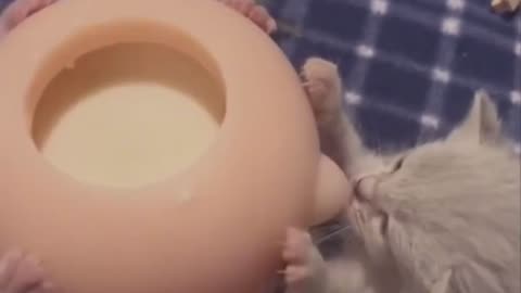How to Kitten drinking milk