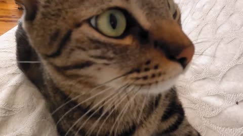 Cat sneeze to camera