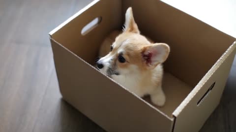 Welsh Corgi Puppy Sits in a Cardboard Box. Gift Puppy