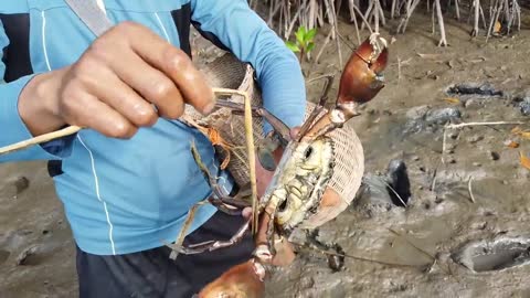 Amazing Catch King Mud Crabs at Mud Sea after Water Low Tide | Season Catch Sea Crabs-9