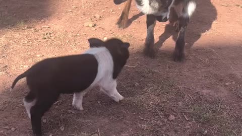 The Unlikely Friendship: Petunia the Piglet and Tulip the Goat at H5 Ranch