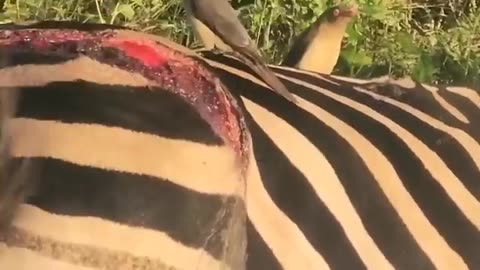 This bird drinks the blood of animals🐦. Oxpecker Bird The Fact #shorts #ytshorts