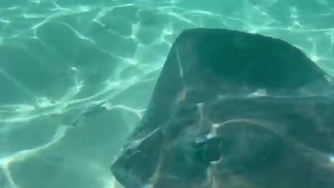 Sting ray swimming