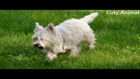 #Cute Dogs Playing Videos #