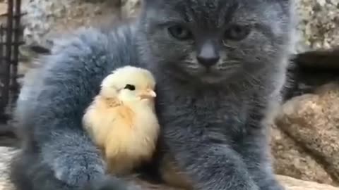 Cute Black Cats loving and playing with Chicken 😊