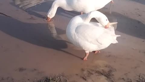White Goose 🦆 Video By Kingdom of Awais